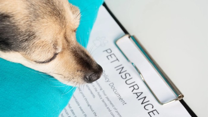 The Best Pet Insurance Companies December 2023: Your Guide to Top ... The Best Pet Insurance Companies December 2023: Your Guide to Top ...